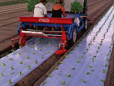 Uzgoj salate na otvorenom