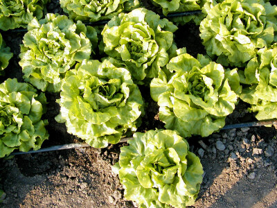 Uzgoj salate na otvorenom