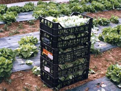 Uzgoj salate na otvorenom