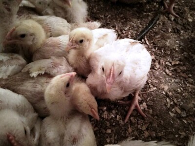 Uzgoj tovnih pilića