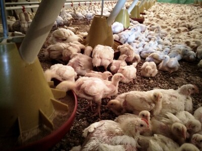 Uzgoj tovnih pilića