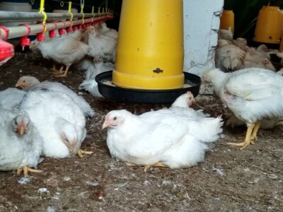 Uzgoj tovnih pilića