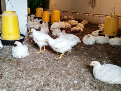 Uzgoj tovnih pilića