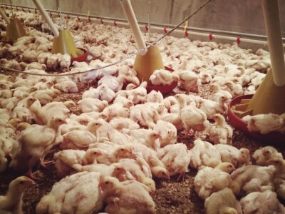 Uzgoj tovnih pilića