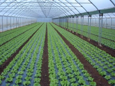 Uzgoj zelene salate u jednom od obiteljskih plastenika