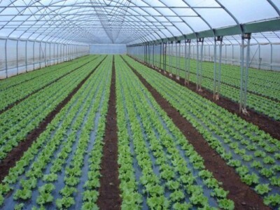 Uzgoj zelene salate u jednom od obiteljskih plastenika