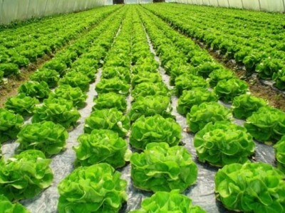 Uzgoj zelene salate u obiteljskom plasteniku Neretvanske doline