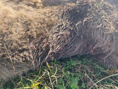 Uznemirujuće! Vukovi rastrgali šest magaraca