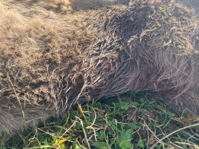 Uznemirujuće! Vukovi rastrgali šest magaraca