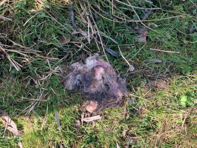 Uznemirujuće! Vukovi rastrgali šest magaraca