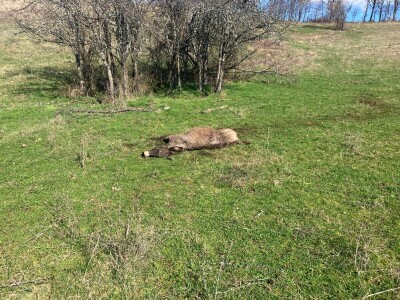 Uznemirujuće! Vukovi rastrgali šest magaraca