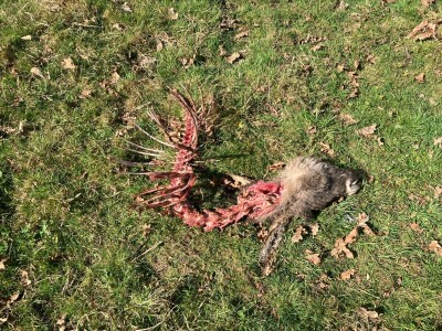 Uznemirujuće! Vukovi rastrgali šest magaraca