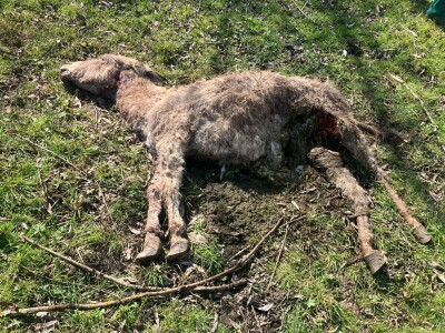 Uznemirujuće! Vukovi rastrgali šest magaraca