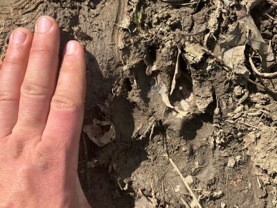 Uznemirujuće! Vukovi rastrgali šest magaraca