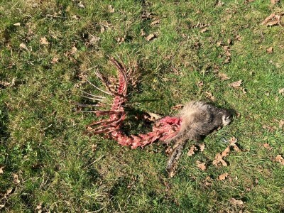 Uznemirujuće! Vukovi rastrgali šest magaraca