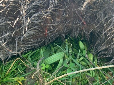 Uznemirujuće! Vukovi rastrgali šest magaraca