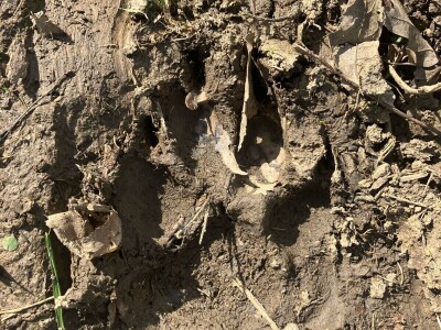 Uznemirujuće! Vukovi rastrgali šest magaraca
