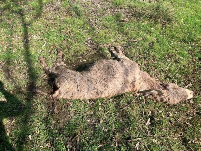 Uznemirujuće! Vukovi rastrgali šest magaraca