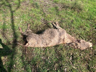 Uznemirujuće! Vukovi rastrgali šest magaraca