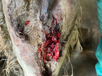 Uznemirujuće! Vukovi rastrgali šest magaraca