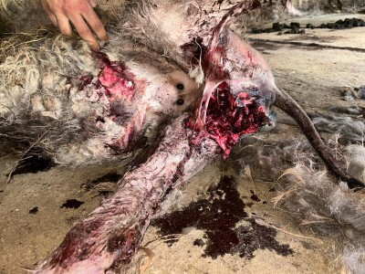 Uznemirujuće! Vukovi rastrgali šest magaraca