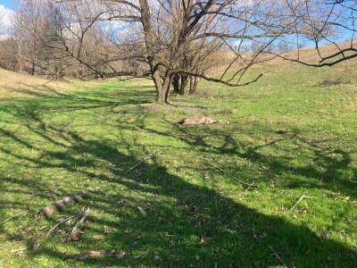 Uznemirujuće! Vukovi rastrgali šest magaraca