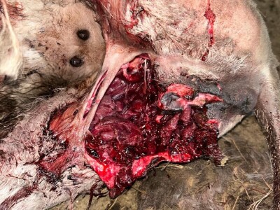 Uznemirujuće! Vukovi rastrgali šest magaraca