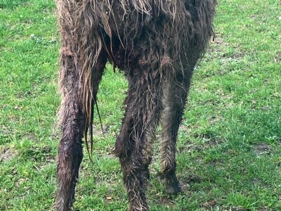 Uznemirujuće! Vukovi rastrgali šest magaraca