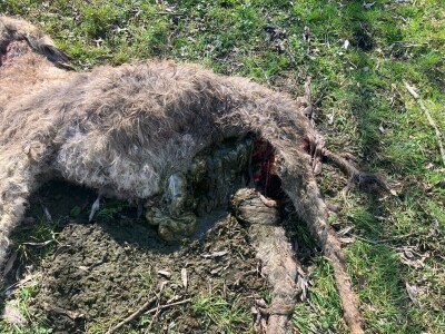 Uznemirujuće! Vukovi rastrgali šest magaraca