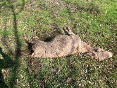 Uznemirujuće! Vukovi rastrgali šest magaraca