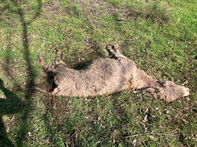 Uznemirujuće! Vukovi rastrgali šest magaraca