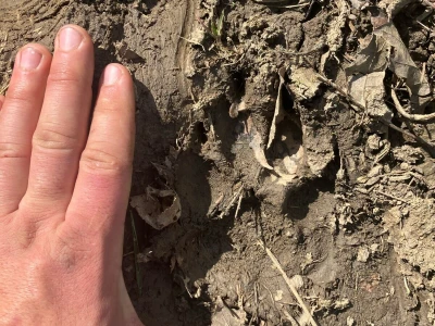 Uznemirujuće! Vukovi rastrgali šest magaraca
