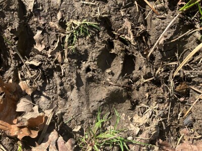 Uznemirujuće! Vukovi rastrgali šest magaraca
