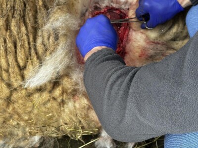 Uznemirujući sadržaj: Psi lutalice usmrtili pola Sabahudinovog stada