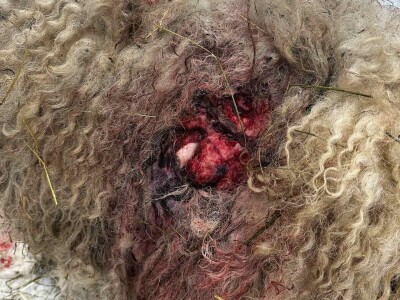 Uznemirujući sadržaj: Psi lutalice usmrtili pola Sabahudinovog stada