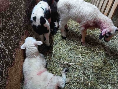 Uznemirujući sadržaj: Psi lutalice usmrtili pola Sabahudinovog stada