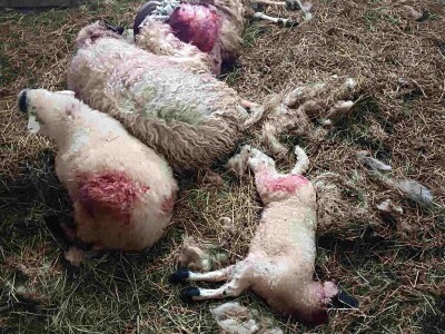 Uznemirujući sadržaj: Psi lutalice usmrtili pola Sabahudinovog stada