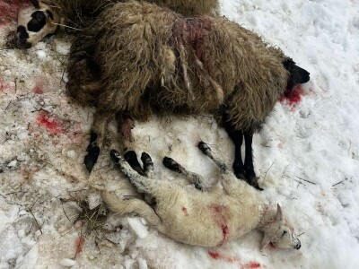 Uznemirujući sadržaj: Psi lutalice usmrtili pola Sabahudinovog stada