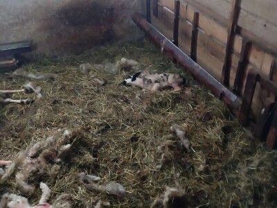 Uznemirujući sadržaj: Psi lutalice usmrtili pola Sabahudinovog stada