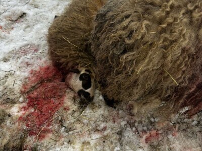 Uznemirujući sadržaj: Psi lutalice usmrtili pola Sabahudinovog stada