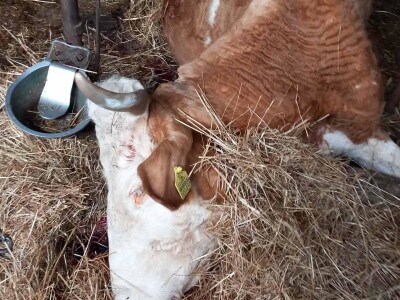 Uznemirujući sadržaj: Strujni udar pokosio sedam krava