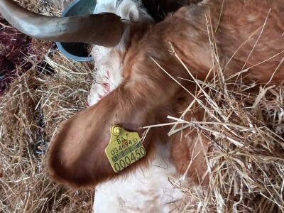 Uznemirujući sadržaj: Strujni udar pokosio sedam krava