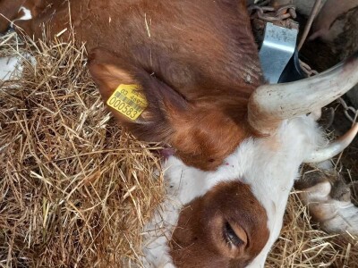 Uznemirujući sadržaj: Strujni udar pokosio sedam krava