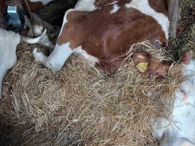 Uznemirujući sadržaj: Strujni udar pokosio sedam krava