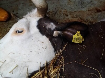 Uznemirujući sadržaj: Strujni udar pokosio sedam krava