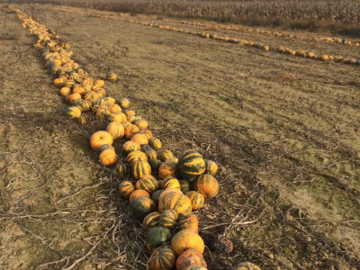 Zdrave i prirodne bundeve Zdrave i prirodne bundeve