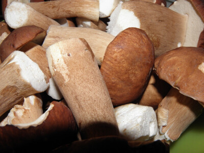 Gljive više ne rastu