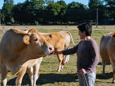 Vaca Gallega – Buey Gallego