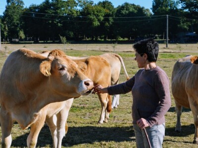 Vaca Gallega – Buey Gallego