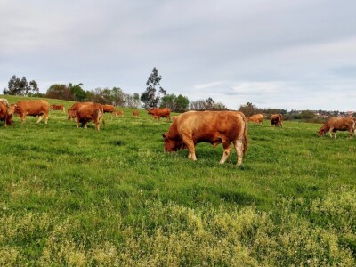 Vaca Gallega – Buey Gallego